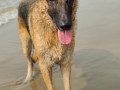 6-year-old-german-sheperd-lost-small-0