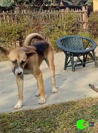 my-doggie-has-been-missing-since-14-02-2020-5pm-in-survey-beltola-guwahati-big-1