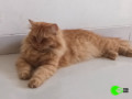 golden-brown-persian-cat-missing-small-0