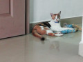 cat-missing-from-rajan-street-kannan-avenue-west-tambaram-small-0