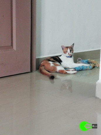 cat-missing-from-rajan-street-kannan-avenue-west-tambaram-big-0