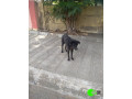 found-an-black-male-dog-coolie-small-2