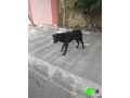 found-an-black-male-dog-coolie-small-0