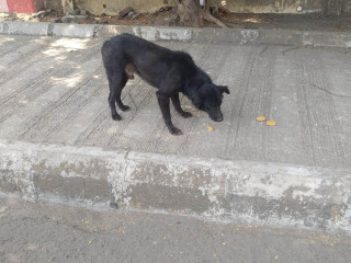 Found an black male dog( Coolie)