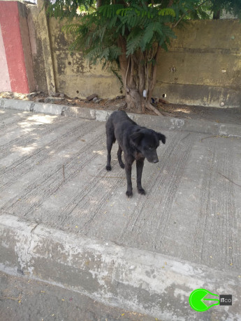 found-an-black-male-dog-coolie-big-2