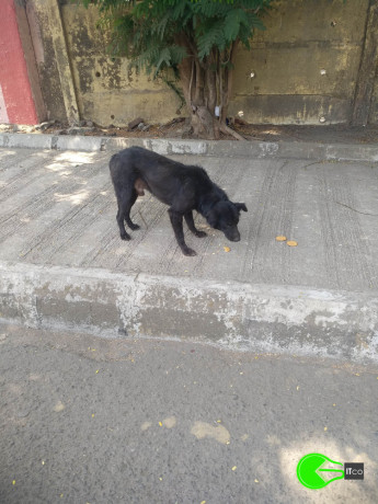 found-an-black-male-dog-coolie-big-1