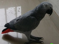 talking-african-grey-parrot-lost-small-0