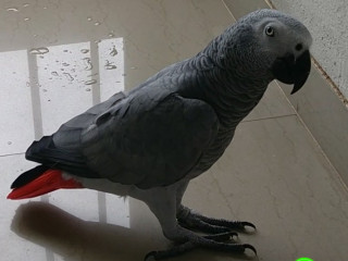 Talking African Grey Parrot lost
