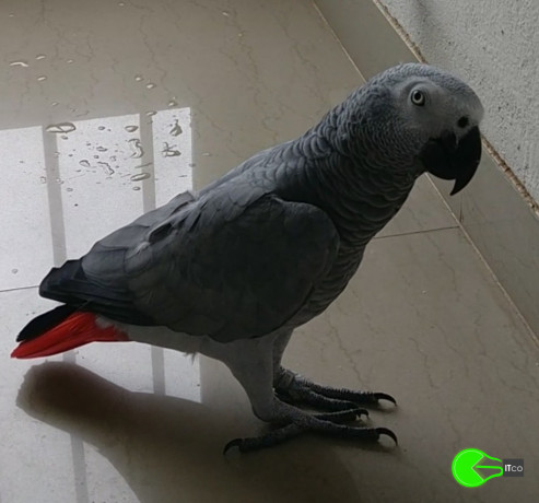 talking-african-grey-parrot-lost-big-0
