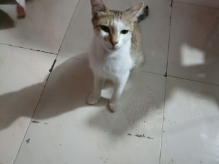 Missing cat in Aurangabad MH