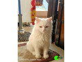 my-pet-turkish-angora-cat-small-2