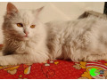 my-pet-turkish-angora-cat-small-0