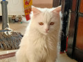 my-pet-turkish-angora-cat-small-2