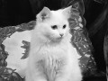 my-pet-turkish-angora-cat-small-1