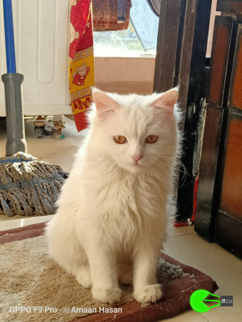 my-pet-turkish-angora-cat-big-2