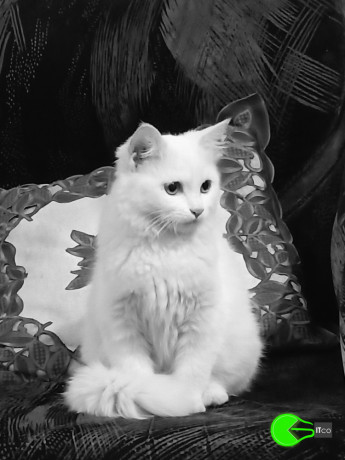 my-pet-turkish-angora-cat-big-1