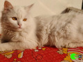 my-white-turkish-angora-cat-small-0