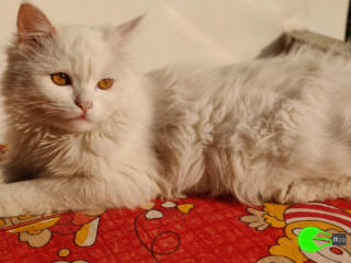 My White Turkish Angora Cat