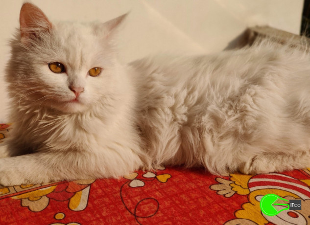 my-white-turkish-angora-cat-big-0