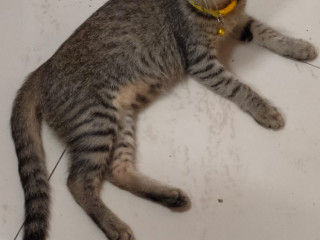 6MONTH OLD CAT LOST