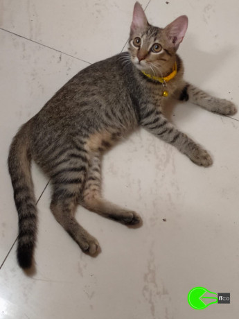 6month-old-cat-lost-big-1