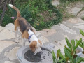lost-a-beagle-on-1st-oct-in-uttarakhand-from-village-parwara-near-mukteshwar-the-name-is-leo-and-he-is-a-year-and-half-old-small-0