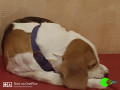 lost-a-beagle-on-1st-oct-in-uttarakhand-from-village-parwara-near-mukteshwar-the-name-is-leo-and-he-is-a-year-and-half-old-small-2