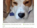 lost-a-beagle-on-1st-oct-in-uttarakhand-from-village-parwara-near-mukteshwar-the-name-is-leo-and-he-is-a-year-and-half-old-small-1