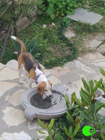 lost-a-beagle-on-1st-oct-in-uttarakhand-from-village-parwara-near-mukteshwar-the-name-is-leo-and-he-is-a-year-and-half-old-big-0