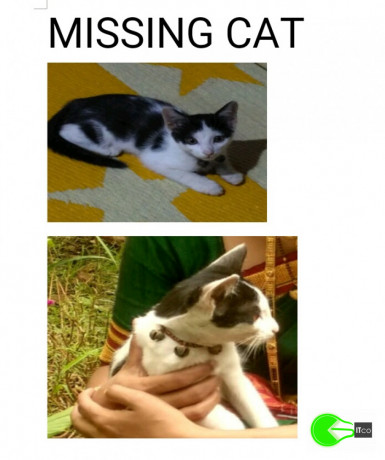 my-cat-is-lost-big-0