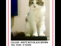 a-cat-missing-from-kothrud-pune-small-0