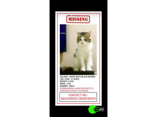 A cat missing from Kothrud, Pune