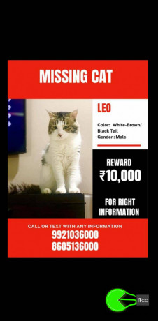 a-cat-missing-from-kothrud-pune-big-1