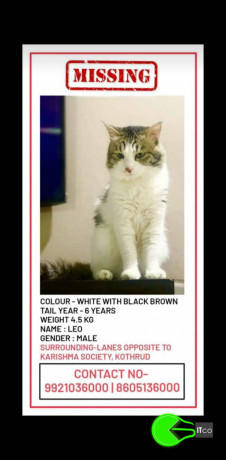 a-cat-missing-from-kothrud-pune-big-0