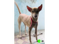 lost-female-country-dog-sharma-nagar-small-1