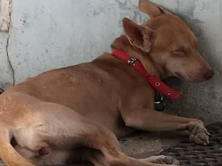 Lost Female Dog# Sharma nagar