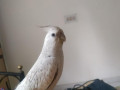 grey-white-cockatiel-lost-small-1