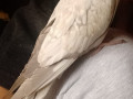 grey-white-cockatiel-lost-small-0
