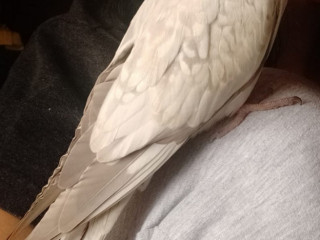 Grey white cockatiel lost