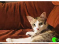 missing-female-cat-tri-coloured-cat-orange-white-dark-grey-missing-since-a-week-small-0