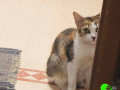missing-female-cat-tri-coloured-cat-orange-white-dark-grey-missing-since-a-week-small-1
