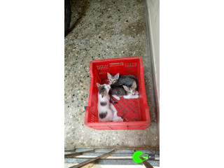 3 kittens lost on April 5 2021 in mandaveli area chennai