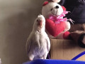 baby-cockatiel-white-color-small-3