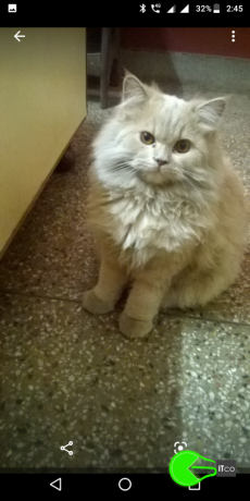 Lost my Persian cat 2 days ago, Bhopal