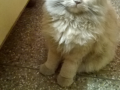 lost-my-persian-cat-2-days-ago-small-0