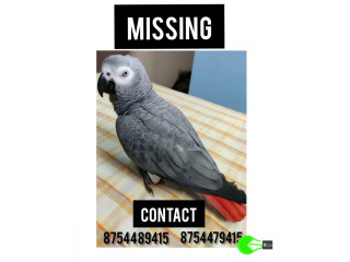 Missing African Grey Parrot