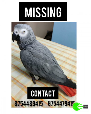 missing-african-grey-parrot-big-0