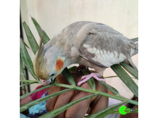 Lost my Cockatiel 4 months old near Tollgate, Thiruvottiyur