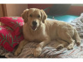 lost-2-yr-old-male-golden-retriever-dog-named-cheenu-small-2