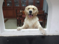 lost-2-yr-old-male-golden-retriever-dog-named-cheenu-small-1